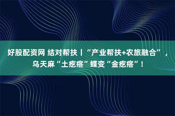 好股配资网 结对帮扶丨“产业帮扶+农旅融合” ，乌天麻“土疙瘩”蝶变“金疙瘩”！